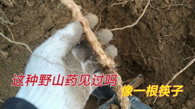 见过这样的野山药吗?如同一根根的“筷子”,啥新品种了?