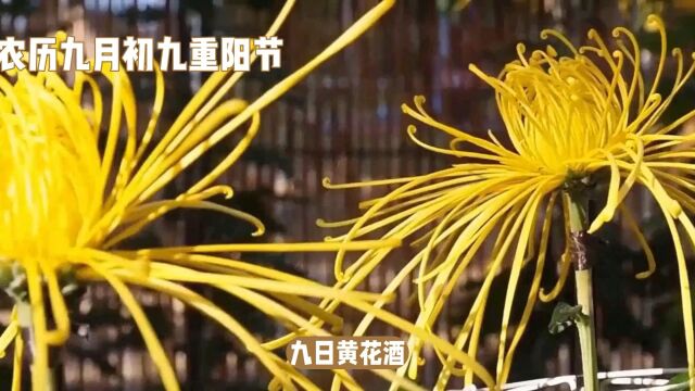 九九重阳:传统数字文化与敬老精神