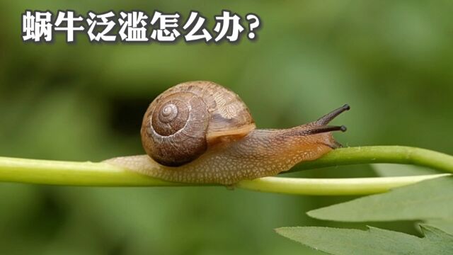 蜗牛泛滥怎么办?土里撒一把“粉”,蜗牛一个不剩,方法简单实用