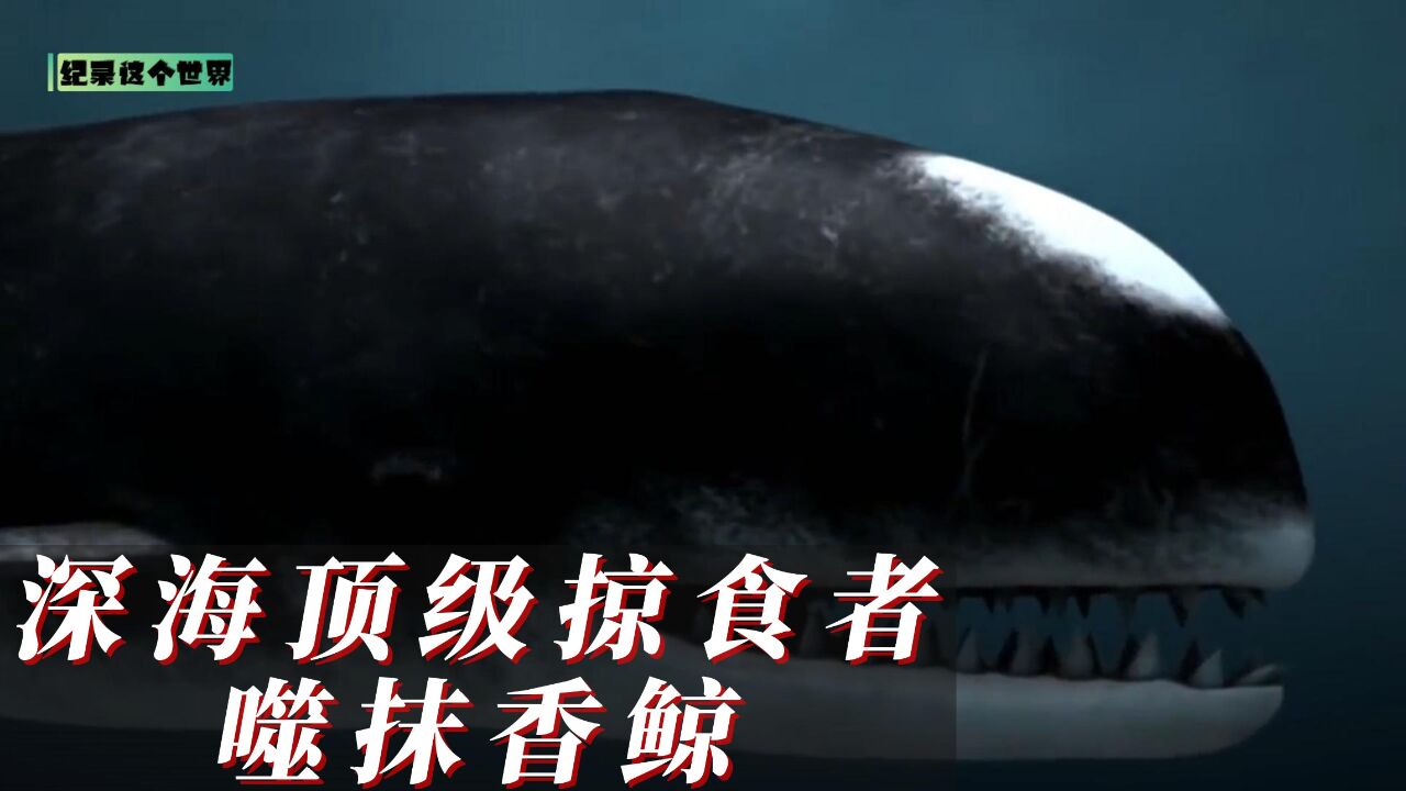 深海顶级掠食者噬抹香鲸