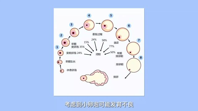 冻融胚胎移植:卵泡大小是否影响结果?