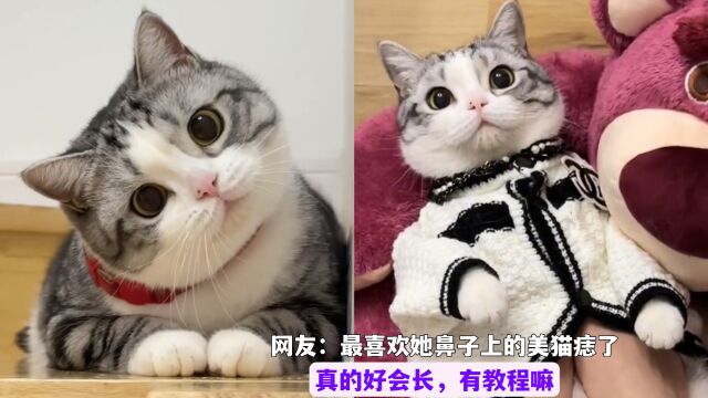 全网最可爱的猫,圆瞳孔大眼睛,网友:这猫猫还有美人痣!