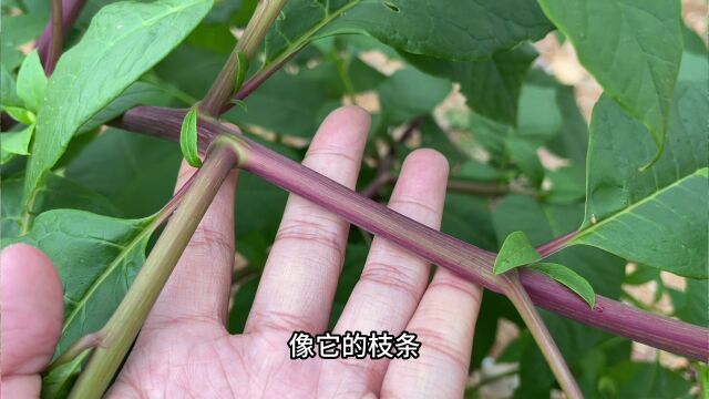 商陆散结草植物以上