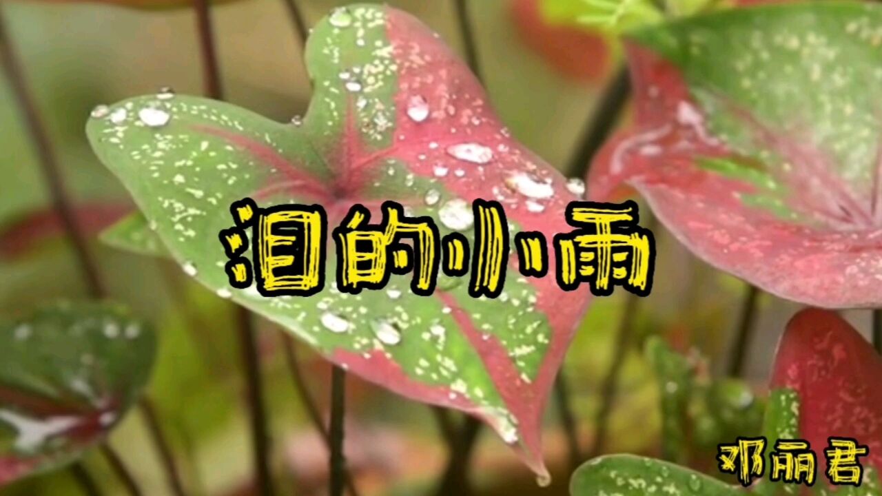 那些年优美的旋律,经典歌曲回放,泪的小雨,邓丽君