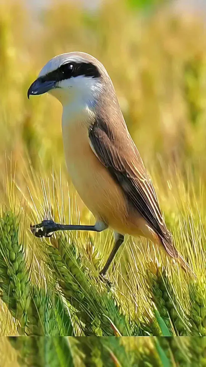 漂亮的棕背伯劳鸟#野生动物 #麦田拍照 #麦子熟了 #麦田#麦子