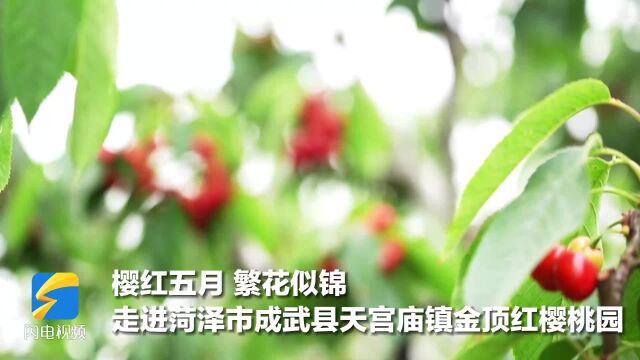 早安山东|6月1日起,21个省份试点婚姻登记“跨省通办”;预计今年汛期山东平均降水量较常年偏多1至2成;济南市第三期政府汽车券发放活动开启