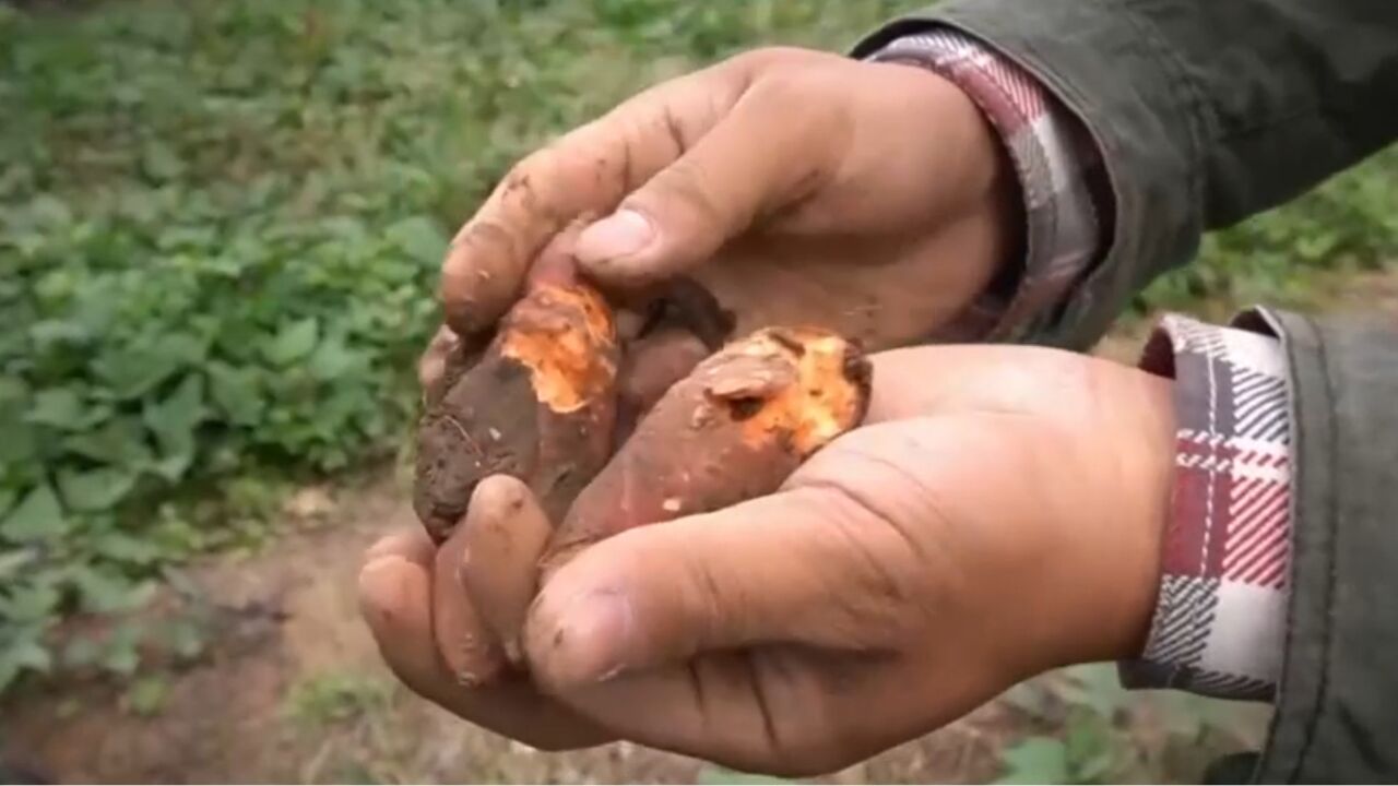 长在地下的红薯,却被咬出了齿痕,村民们深受老鼠困扰