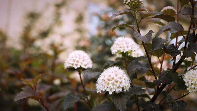 滨湖的花开了