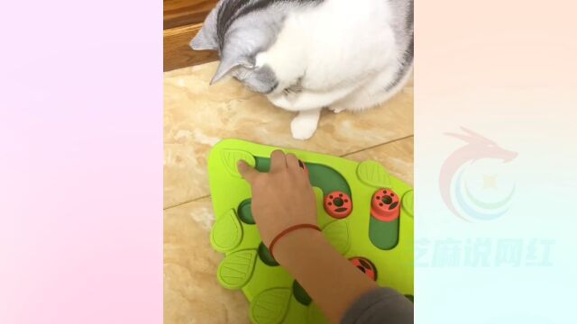 桑葚:全网心眼最多的猫咪,但只偏爱妈妈,网友:是人变的#猫咪 #猫咪成精 #猫咪表情包 #桑葚猫咪