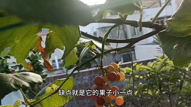 盆栽寒香蜜葡萄成熟 果小但味道好 什么时候种好