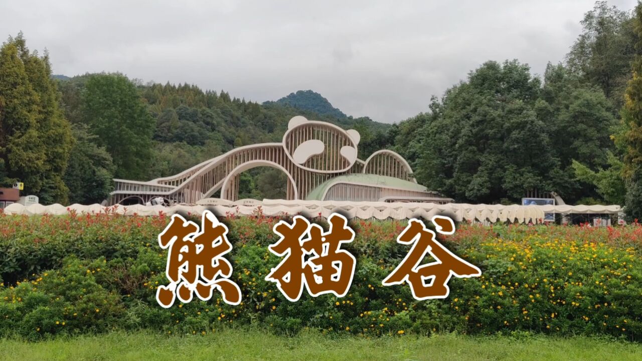 游览成都"熊猫谷",参观"功夫熊猫"的创作原型"星蓉星雅"