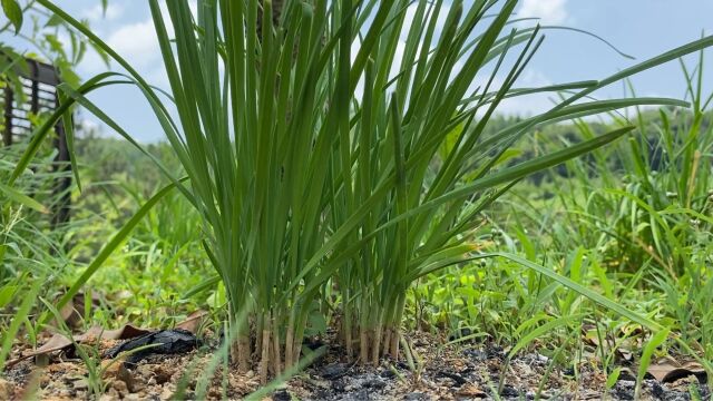 韭菜最喜欢这种农家肥料,多喷几次一年都吃不了,很多人不知道