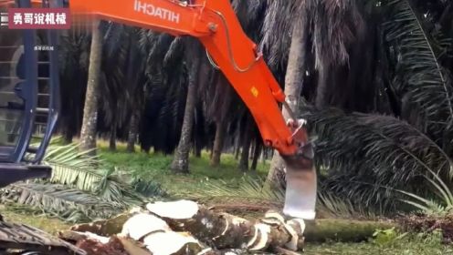 挖掘机挖棕榈树，感觉就像切菜一样，这手艺真牛 挖掘机挖棕榈树