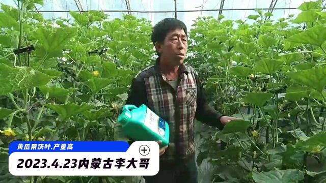 水溶肥2023年4月23日内蒙古包头李大哥黄瓜用夫沃施沃叶,黄瓜整体长势非常好,瓜条直、叶片厚、病害少,李大哥不但自己用 还要帮忙介绍更多的用户...