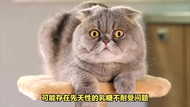 如何让猫咪喝纯牛奶?