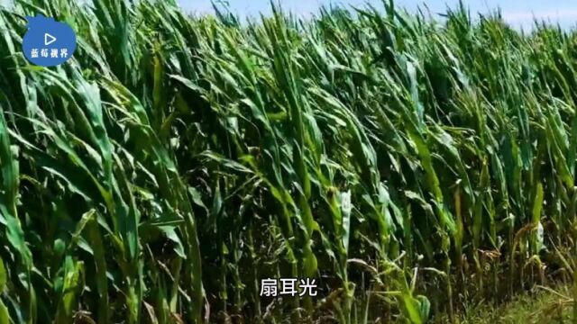 12岁女孩玉米地里被10人殴打山东警方通报:1人被刑拘