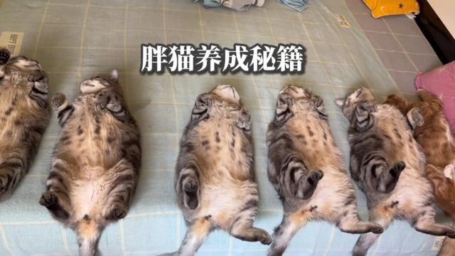 猫咪吃益生菌有哪些好处呢:第一、猫咪益生菌对胃肠道消化功能差的猫咪有调整胃肠道菌群的数量、辅助消化的作用.