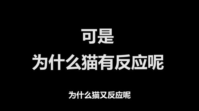 铲屎官用软件和猫咪对话结果发现猫居然是这种性格居然还要收费