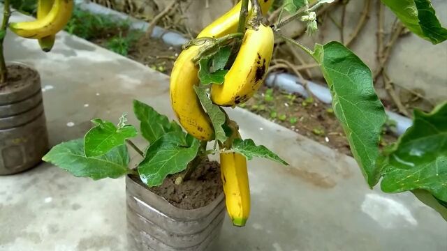 真是民间大神,居然往茄子树上种植出大香蕉,这神操作简直太牛了!