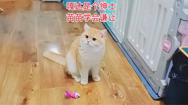 猫妈吃肉,绅士帅猫只捡漏掉的肉沫,小奶猫把玩具让给嘎达舅舅玩