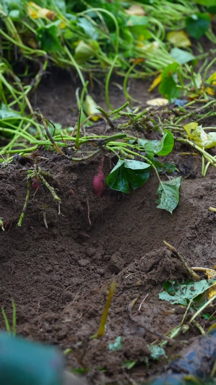 锄耙厚土刨地瓜,削皮推丝晒干煮糖水,小薯油炸外酥里绵,大薯蒸熟煎成