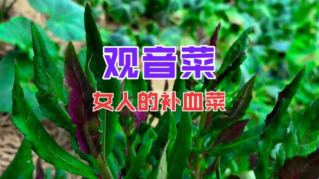 观音菜号称“女性之友”原来用途这么强大,不认识就亏了!