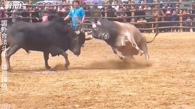 勇敢牛牛 国外精彩斗牛比赛 黑牛直接把黄牛摁在地上摩擦