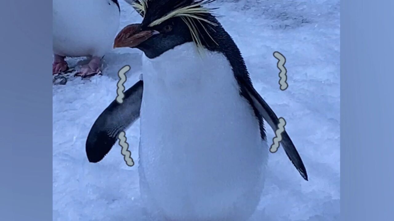 海洋公园企鹅冷到瑟瑟发抖!网友:这炸毛企鹅看着有点不抗冻啊