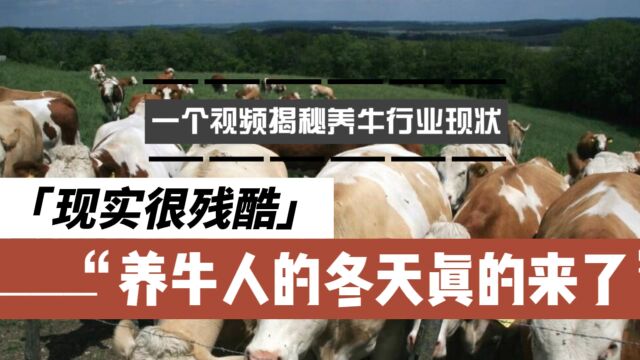 一个视频给你揭秘肉牛行业现状,现实很残酷,养牛人冬天真的来了