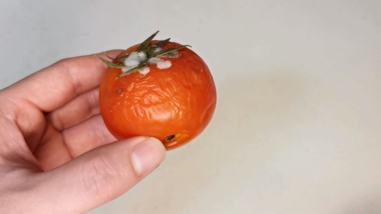 烂掉的西红柿图片