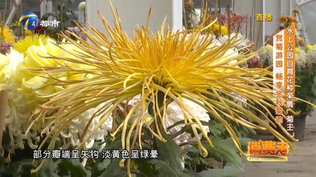 水上公园自育花种荣膺“菊王”,千余种珍惜菊花品种亮相菊花展