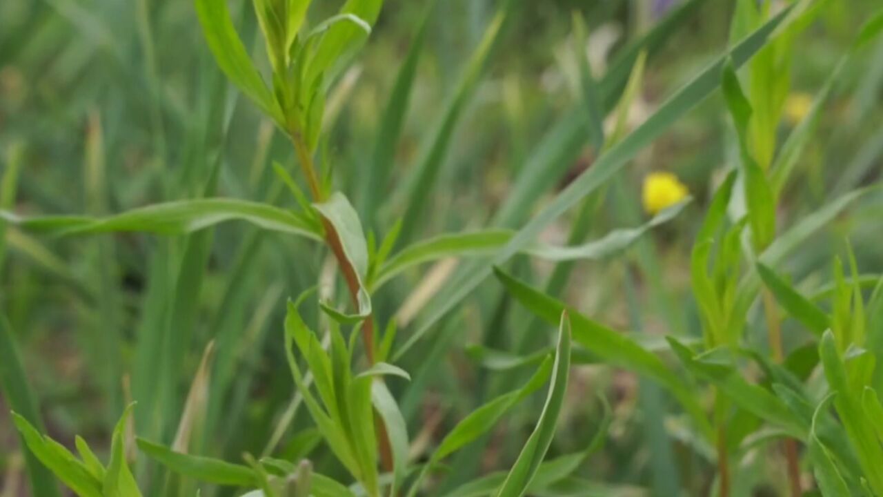哈密山野鲜蔬椒蒿