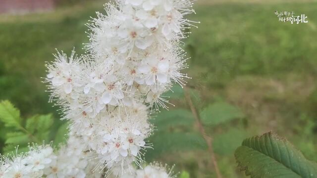 雪团珍珠梅