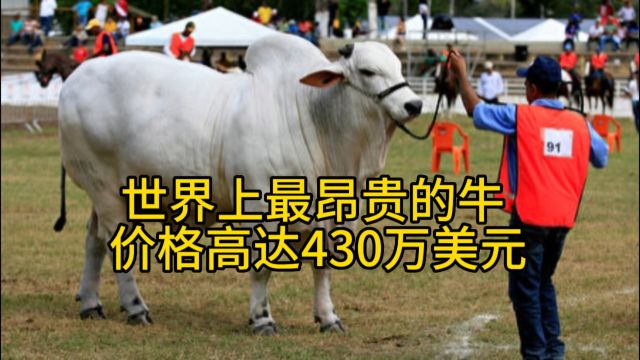 世界最贵的牛价格高达 430 万美元