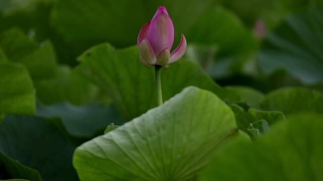 荷花宫样美人妆,荷叶临风翠作裳. 昨夜夜凉凉似水,羡渠宛在水中央.#夏日荷花 #荷塘美景 #荷韵 #捕捉身边的美 #万物生长