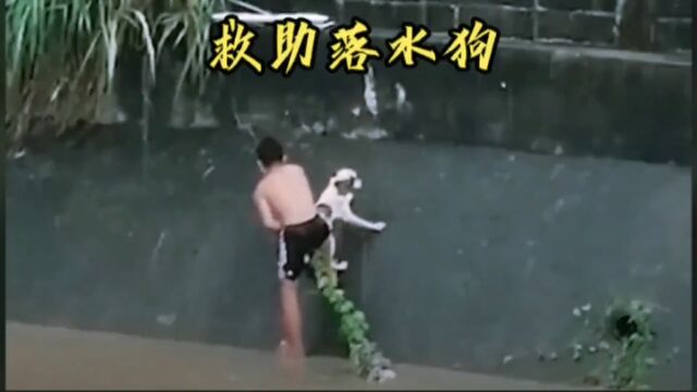 救助可怜的落水狗