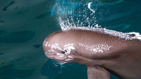儿女双全！世界首头人工繁育长江江豚迎18岁生日 水中嬉戏游动