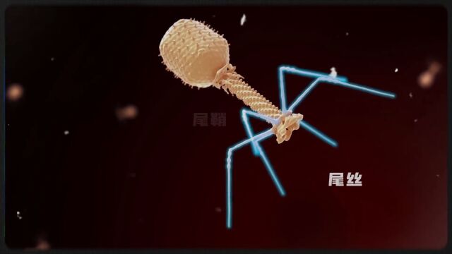 噬菌体:专门杀死细菌的超级病毒!