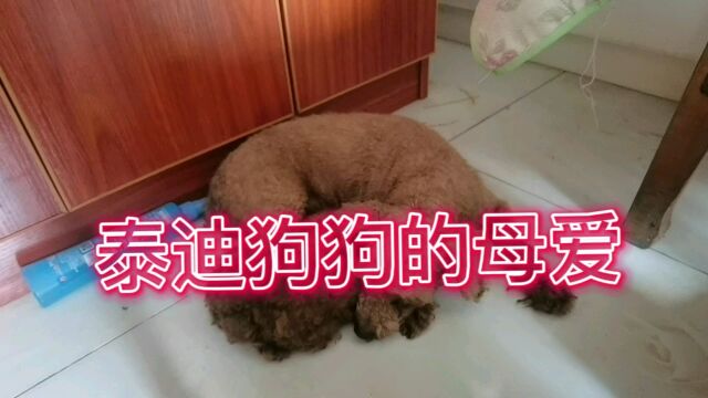 泰迪狗狗的母爱