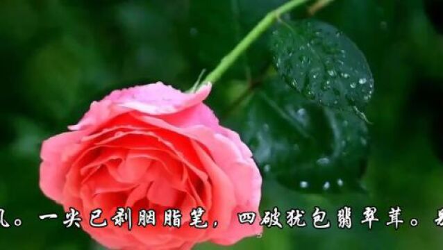 品乐赏花《花乐》,徵音丝声,静心养神