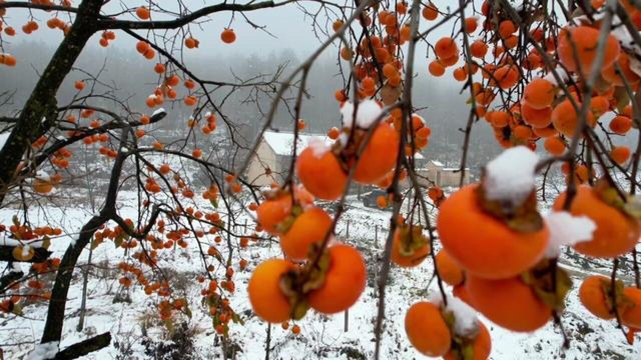 随笔短文《初冬》 家乡的冬天,有一种独特的韵味,柿树在白雪的映衬下