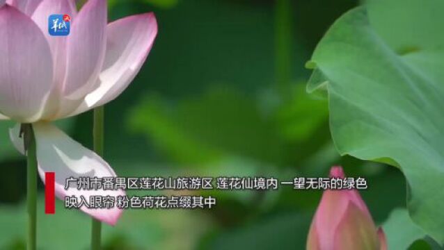 早读 | 一瓣日本蜜瓜138元?荔枝价格“大跳水”?探寻水果背后的真相