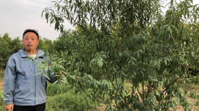 种植果树砧木选择最重要,今天分享桃树最好砧木给大家,来了解下