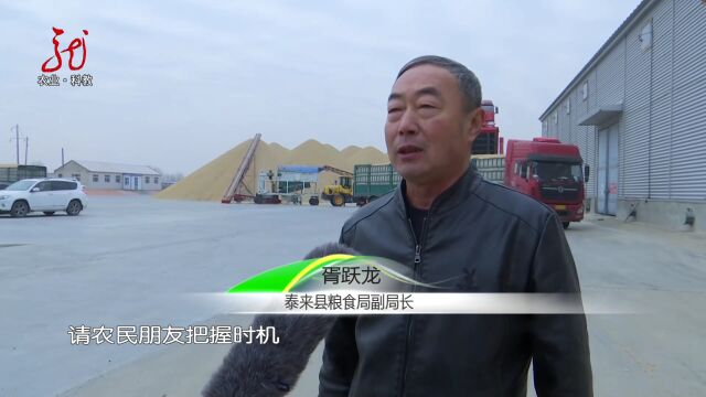 黑龙江省电视台《三农最前线》泰来县秋粮收购忙 谷物盈满仓2023年11月14日