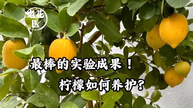 最棒的实验成果!柠檬如何养护?