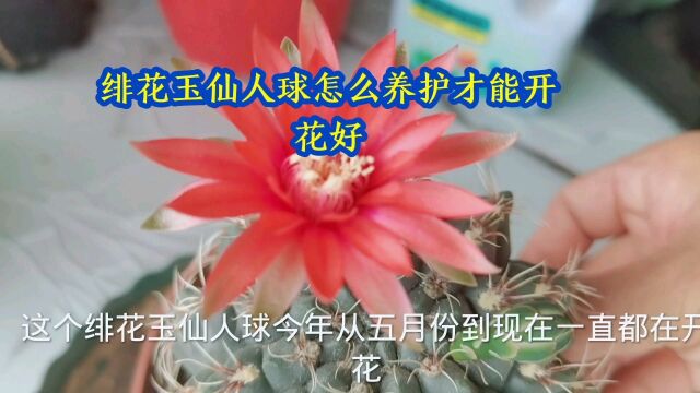 绯花玉仙人球怎么养护才能开花好