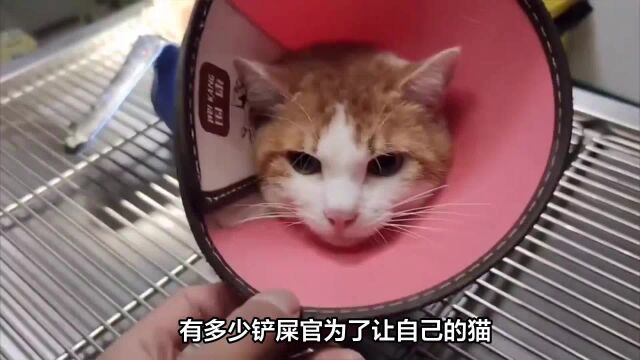 猫罐头性价比排行榜!新手养猫必看