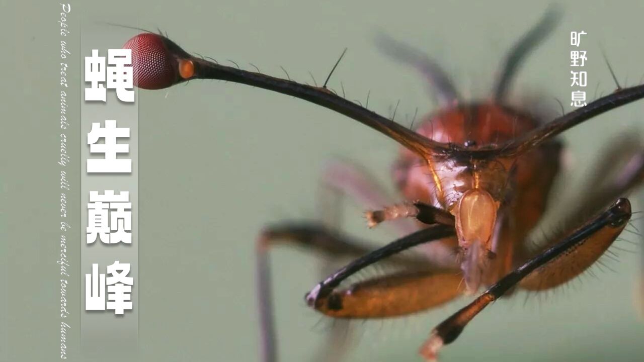 眼睛比身体还长,突眼蝇求偶,全靠吹!