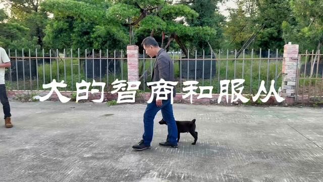 犬的智商与服从你了解多少#狗狗上学 #训犬学校 #训犬 #训犬师 #宠物成精啦