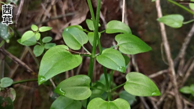 茜草在各地有锯锯藤、拉拉秧、小血藤等别名,你们叫它什么名字呢#野生植物 #茜草